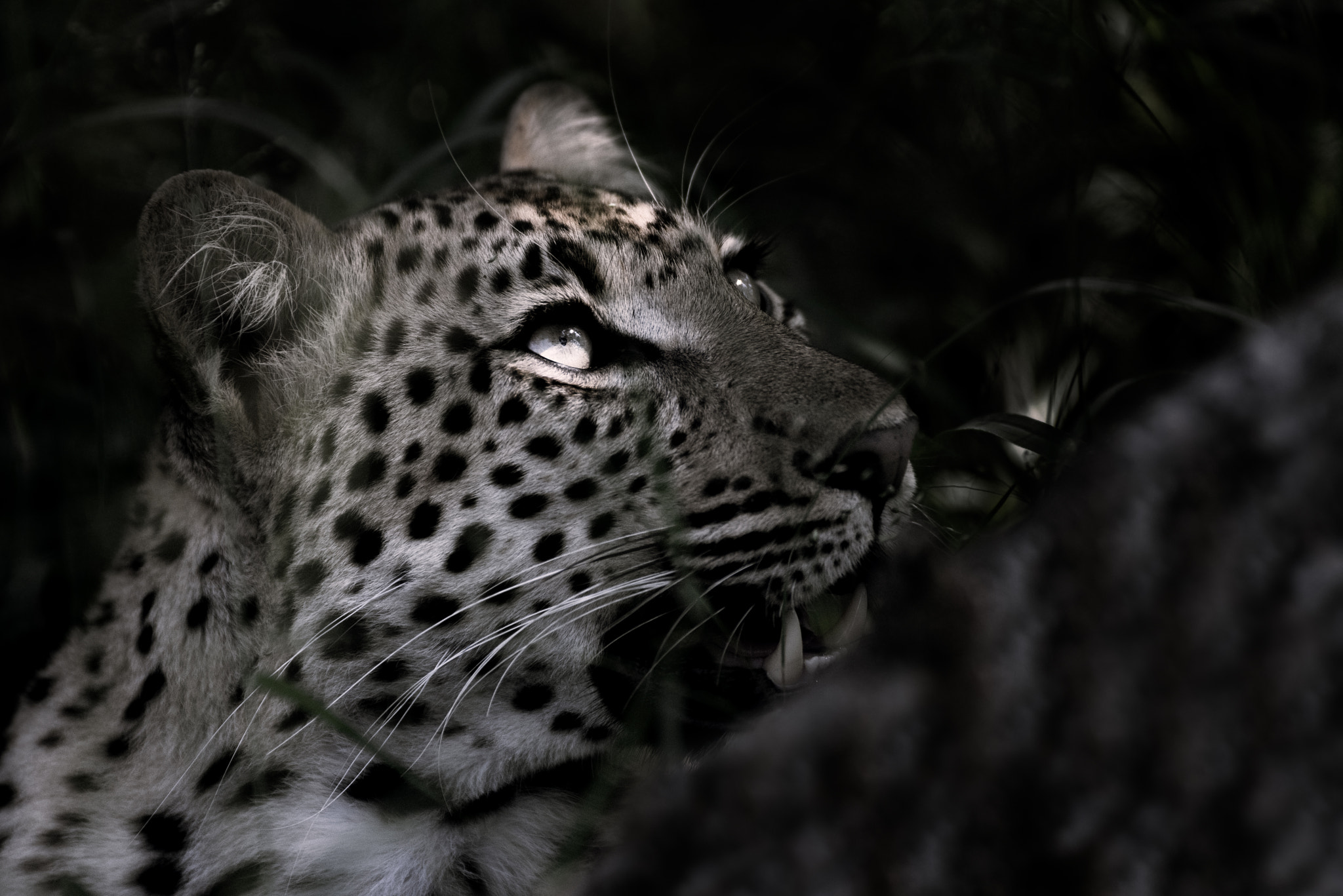 Nikon D810 sample photo. Nightshaft leopard photography