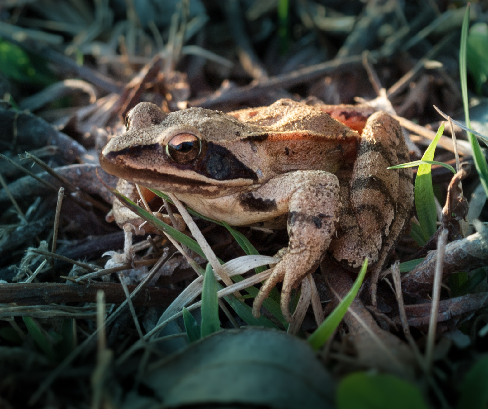 Olympus E-520 (EVOLT E-520) sample photo. Little frog close up photography