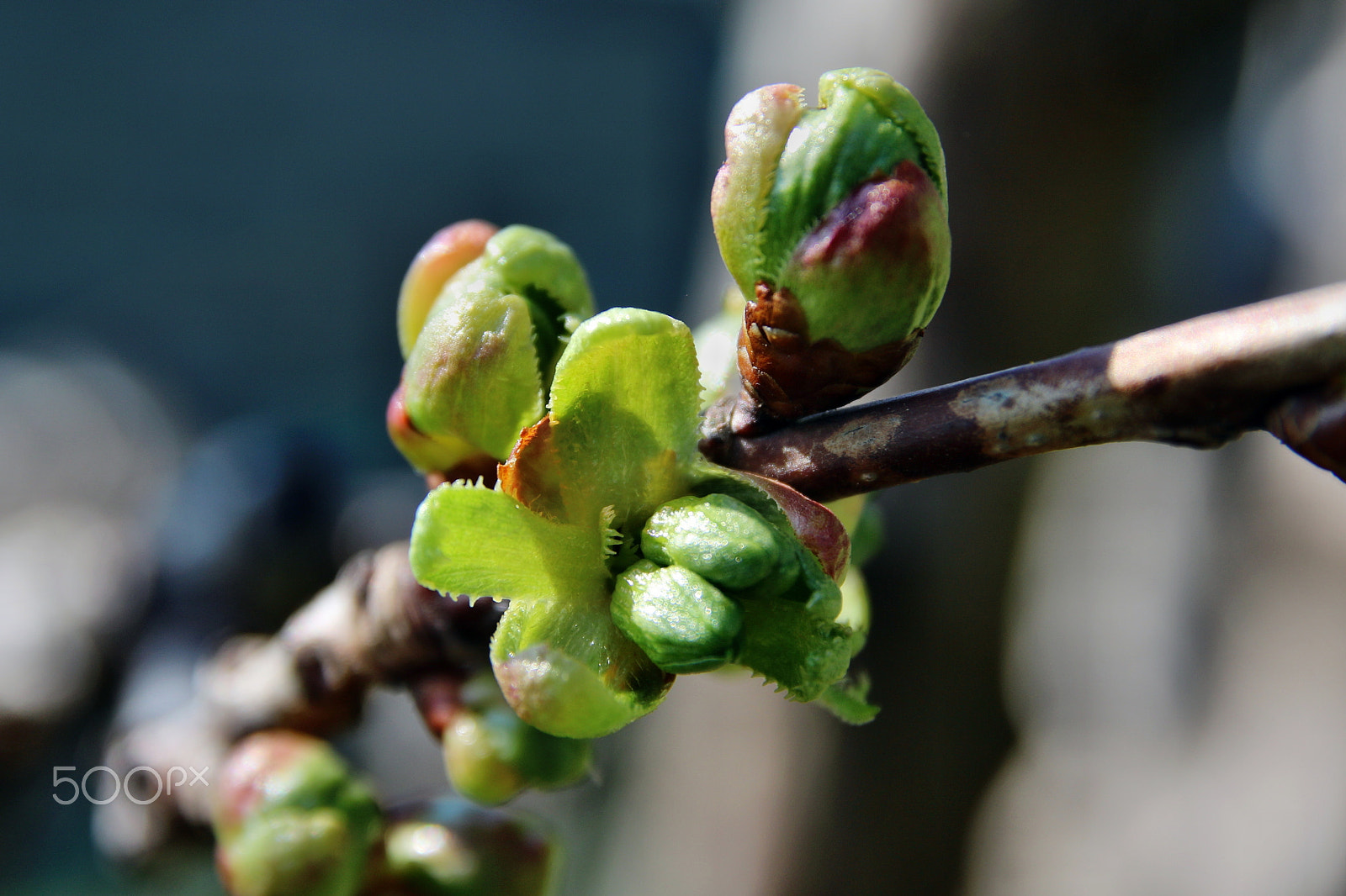 Canon EOS 7D Mark II sample photo. Cherries are growing by willie b photography