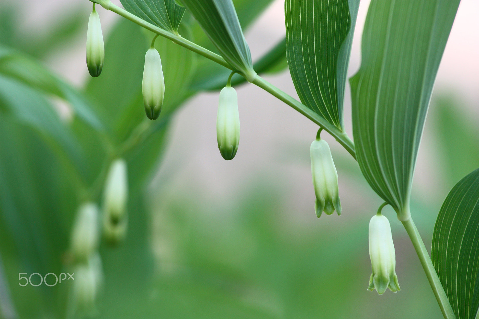 Sigma 70-300mm F4-5.6 APO DG Macro sample photo. Wood polygonatum. photography