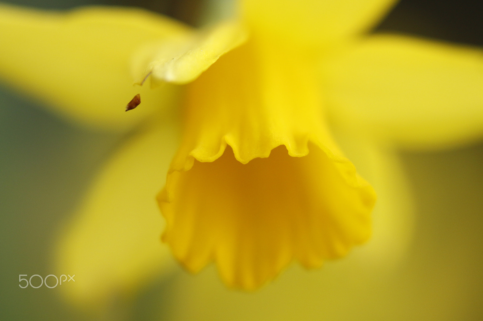 Canon EOS 70D sample photo. Daffodil or  narcissus in macro photography