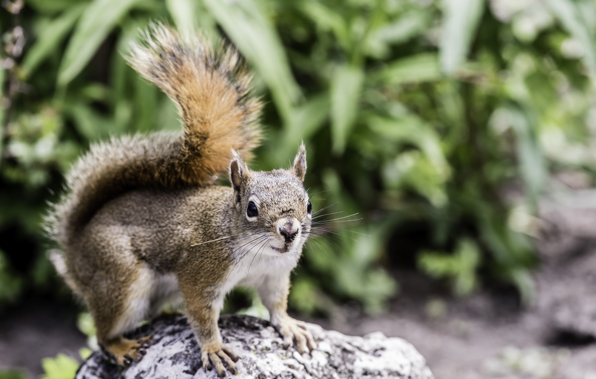 Nikon D810 sample photo. Red squirrel photography