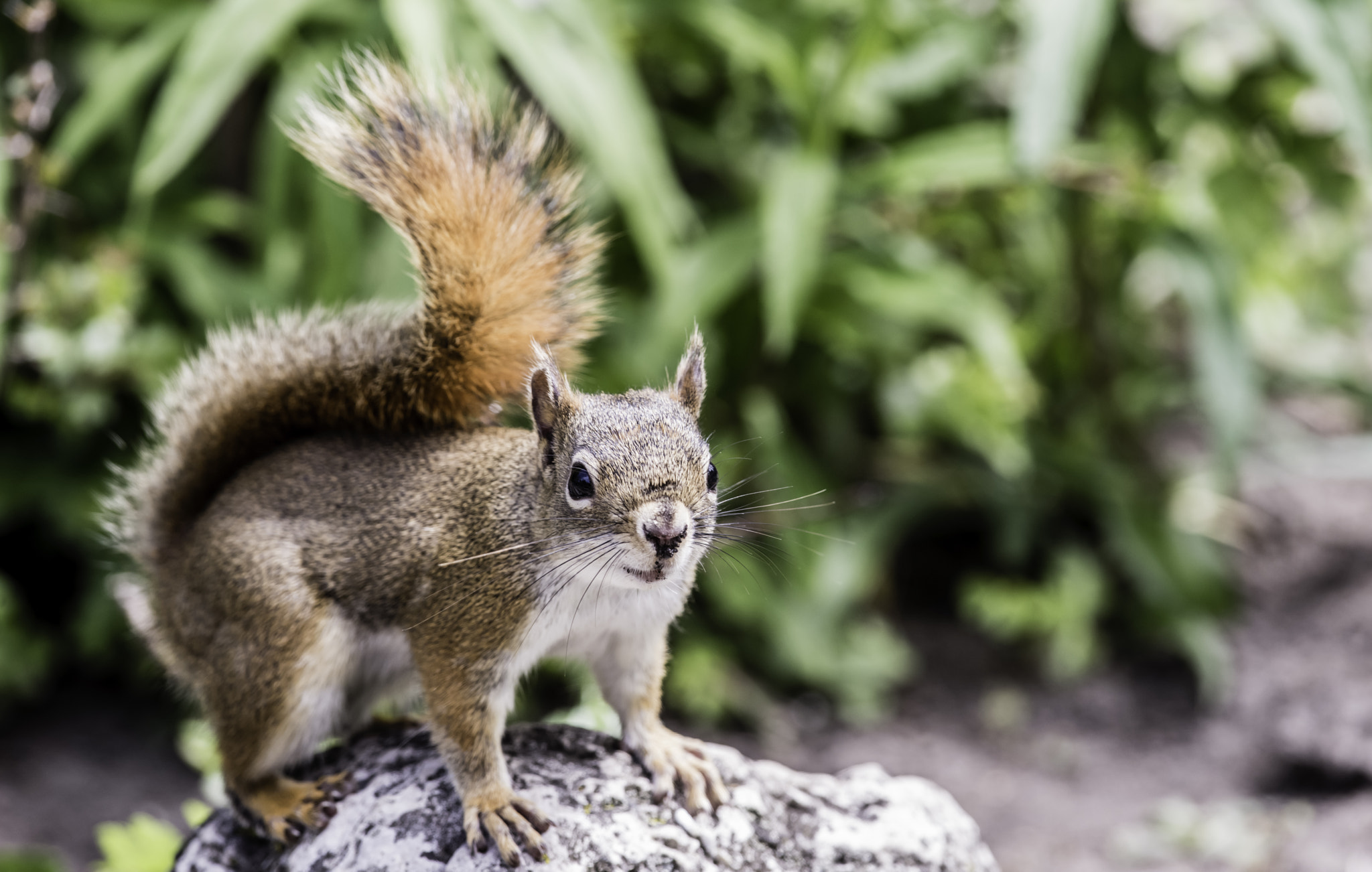 Nikon D810 + Nikon AF-S Nikkor 300mm F4D ED-IF sample photo. Red squirrel photography