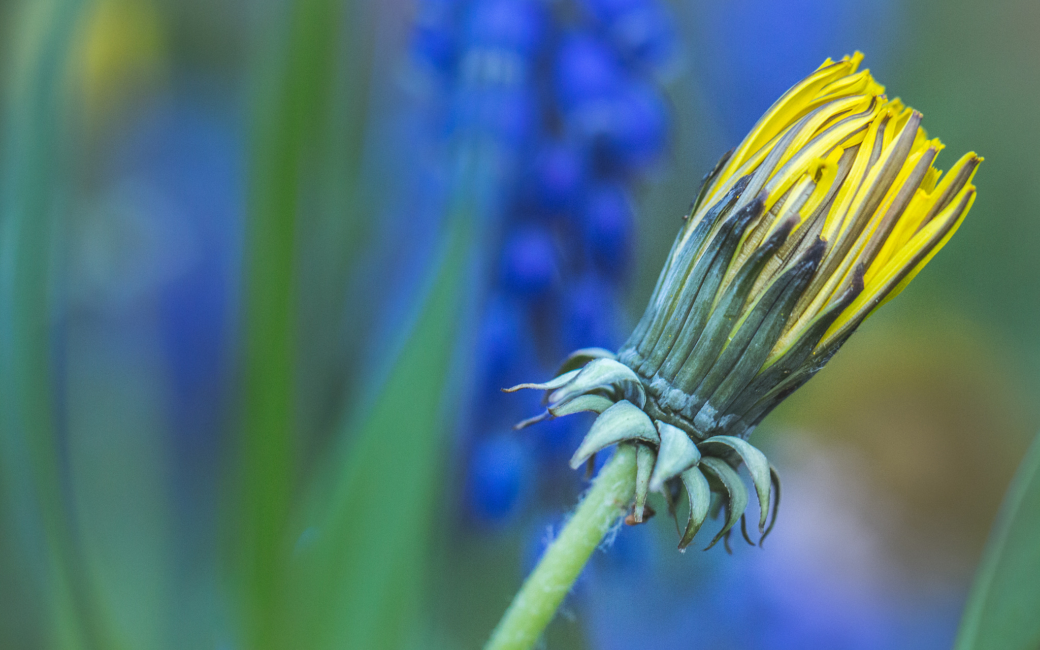 Canon EF 100mm F2.8L Macro IS USM sample photo. Dandelion photography