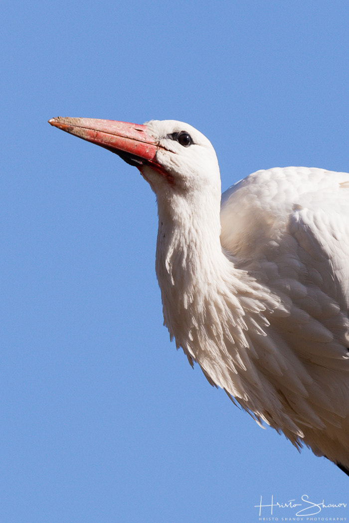 Tamron SP 150-600mm F5-6.3 Di VC USD sample photo. Img photography