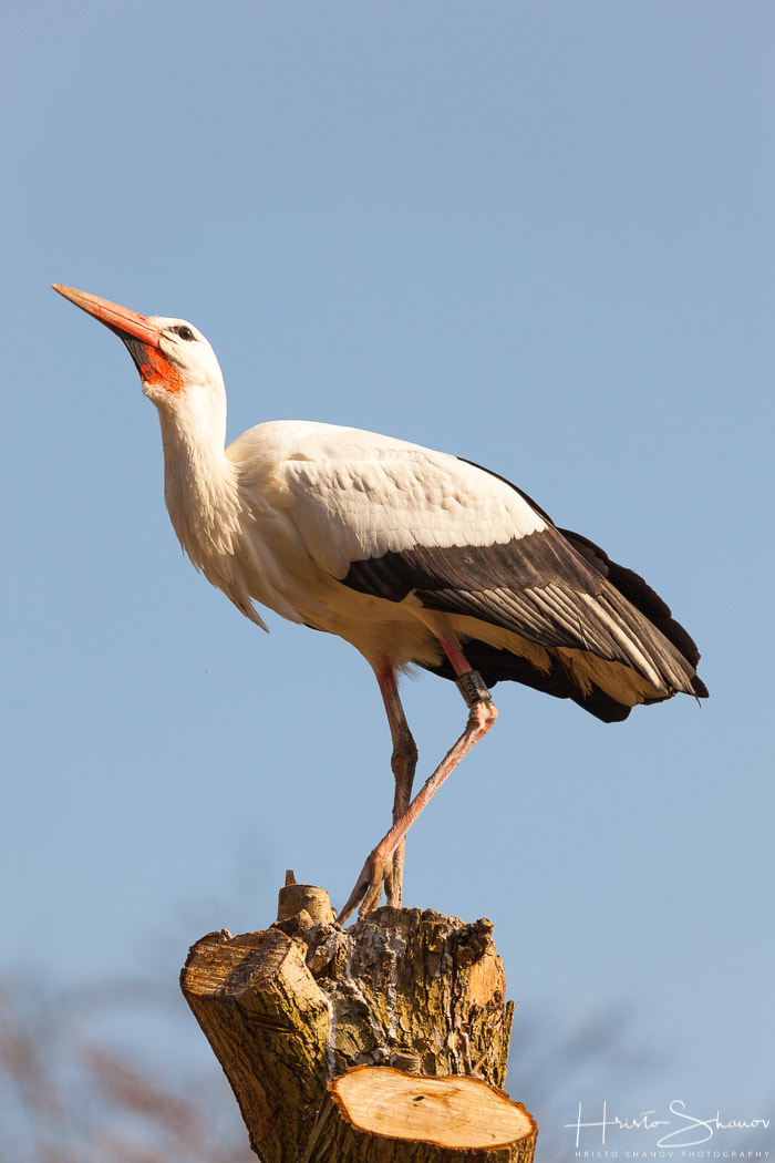 Tamron SP 150-600mm F5-6.3 Di VC USD sample photo. Stork photography
