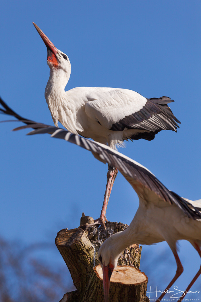 Tamron SP 150-600mm F5-6.3 Di VC USD sample photo. Img photography
