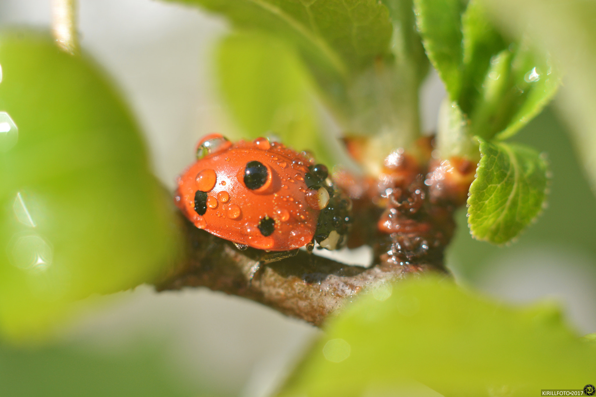 Nikon D7100 + Nikon AF-S Nikkor 50mm F1.8G sample photo. После дождя красота спряталась photography