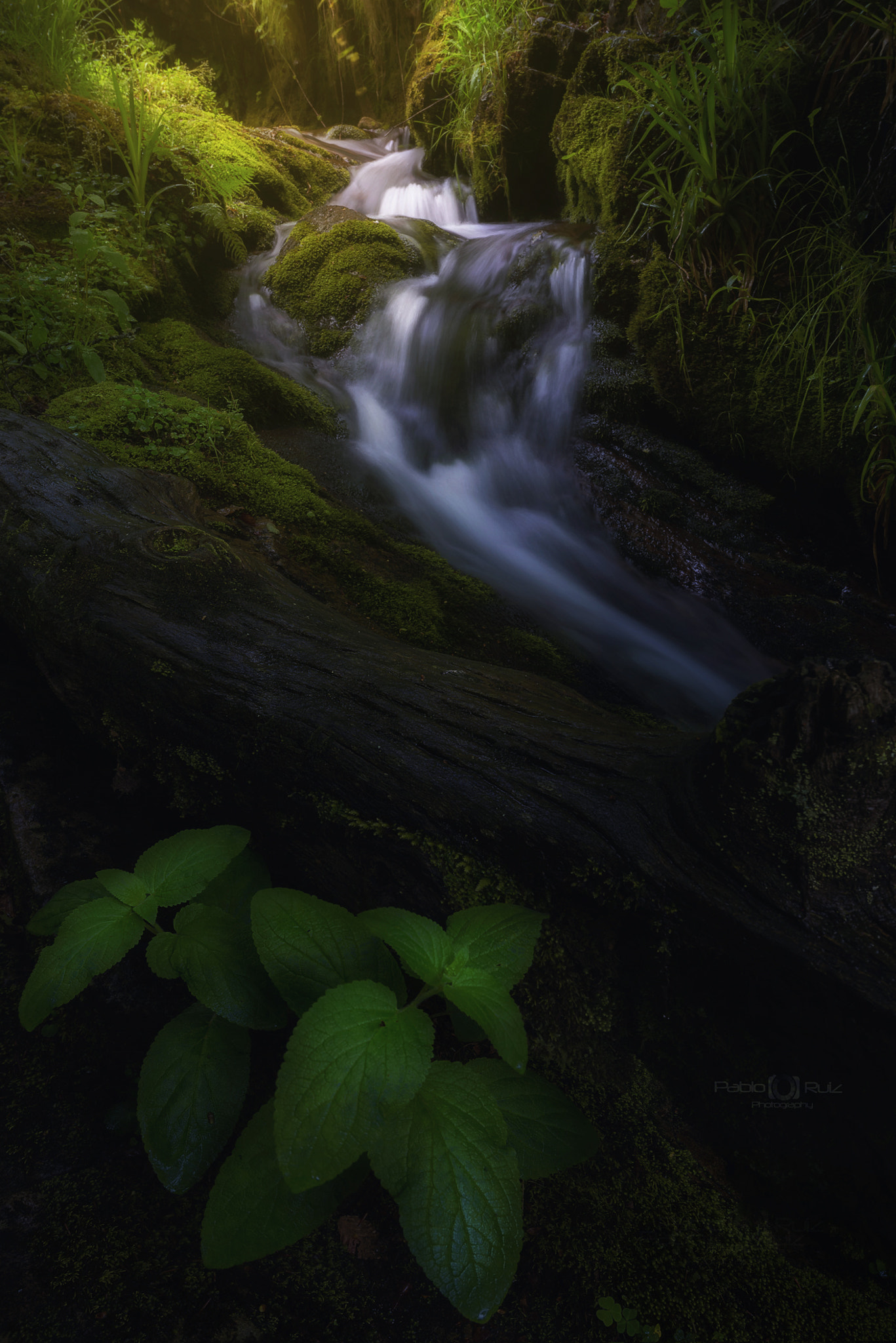 Nikon AF-S Nikkor 14-24mm F2.8G ED sample photo. Parque natural saja besaya cantabria photography
