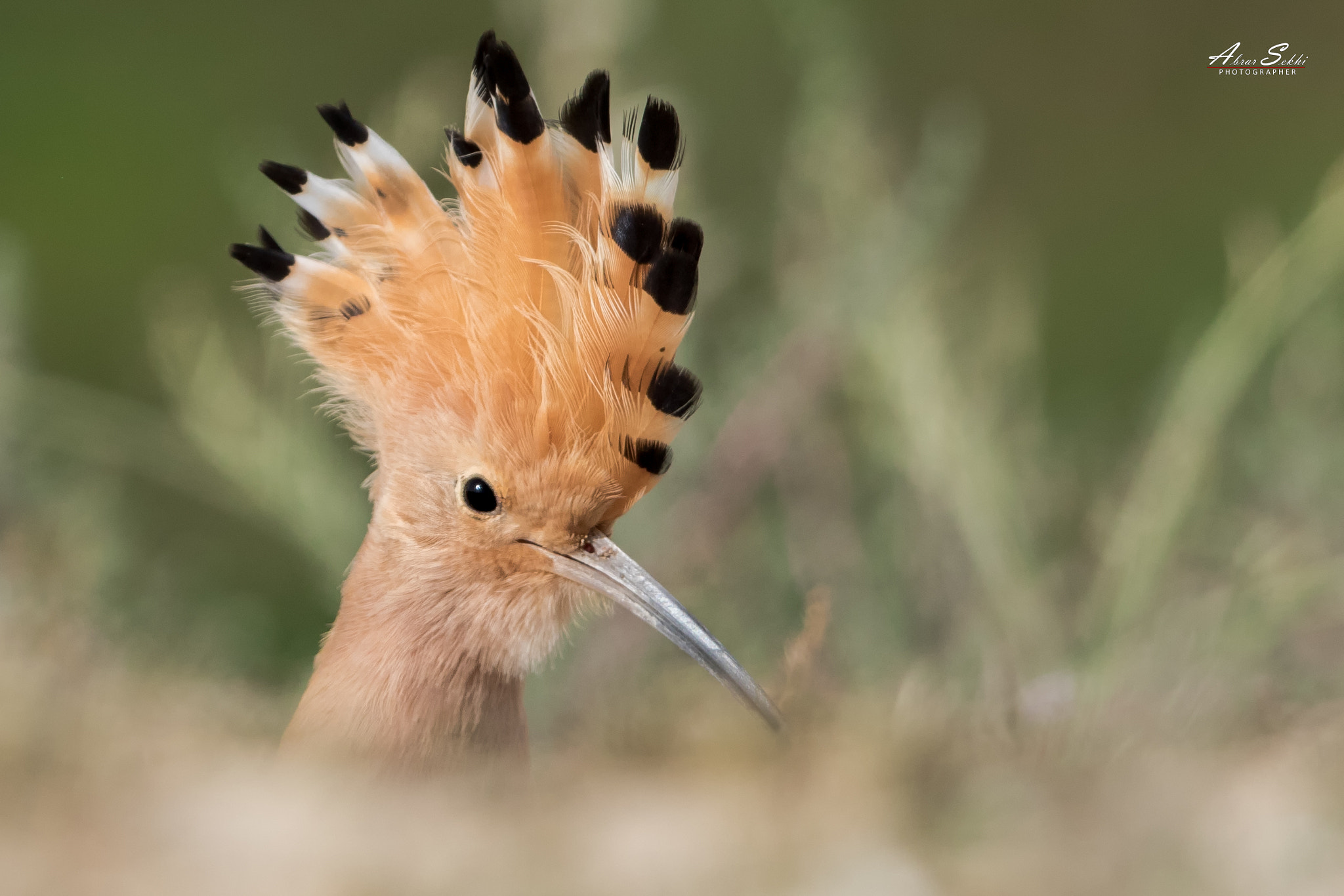 Canon EF 500mm F4L IS II USM sample photo. الهدهد / eurasian hoopoe photography