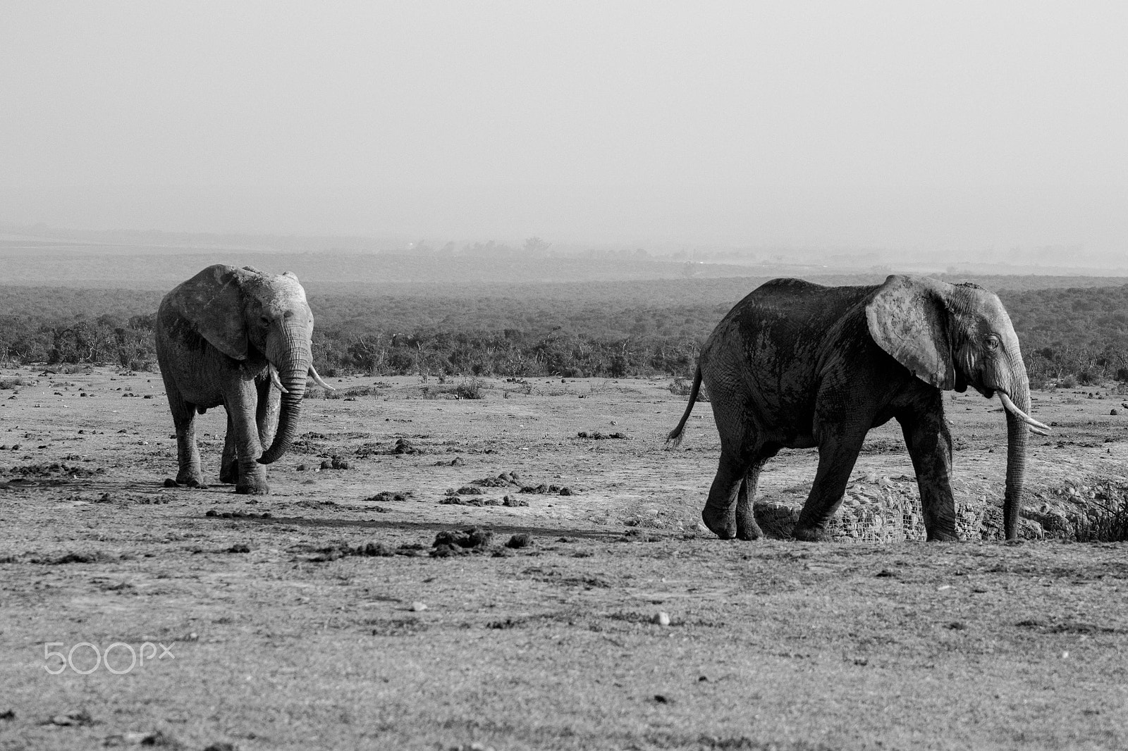 Nikon D3100 + Tamron SP 70-300mm F4-5.6 Di VC USD sample photo. Elephants photography