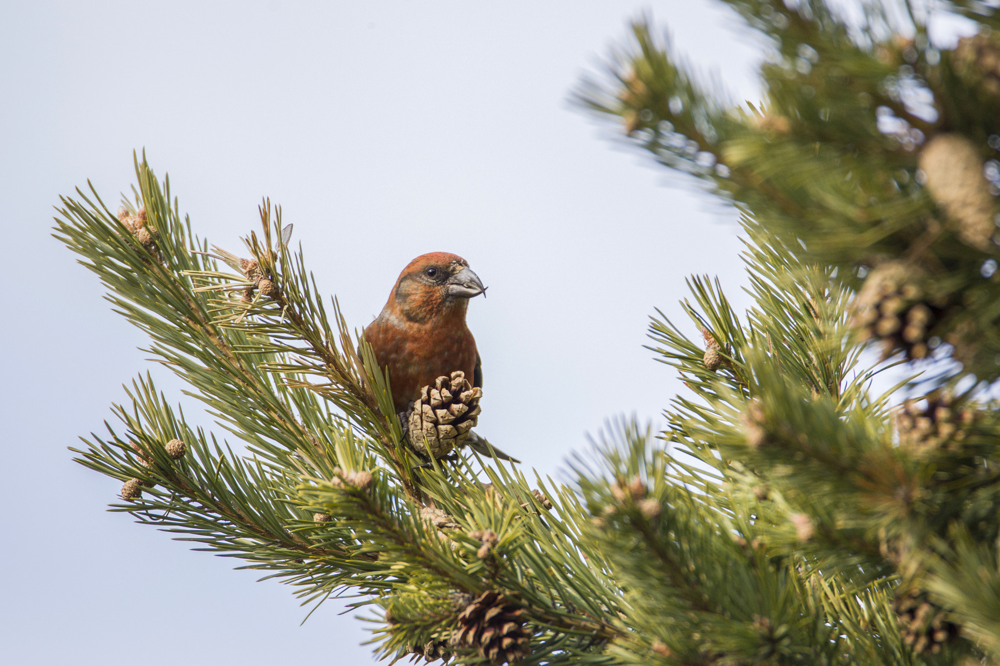 Tamron SP 150-600mm F5-6.3 Di VC USD sample photo. Crociere photography