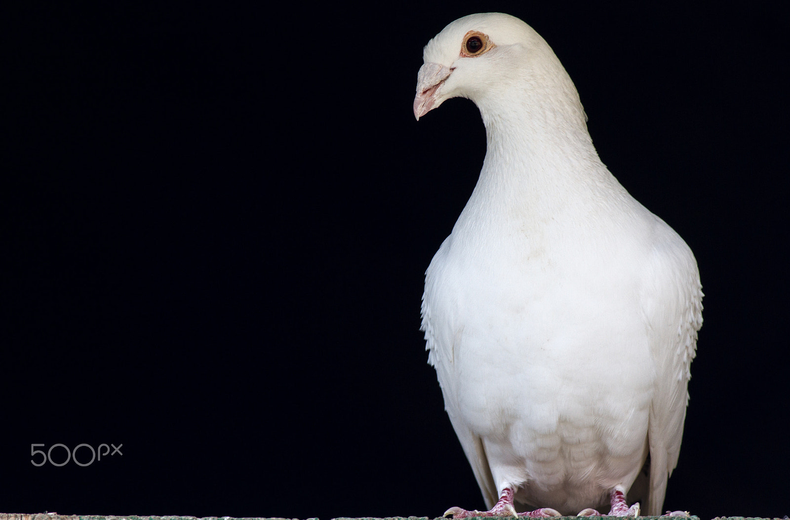 Canon EOS 7D + Canon EF 400mm F5.6L USM sample photo. White on black photography