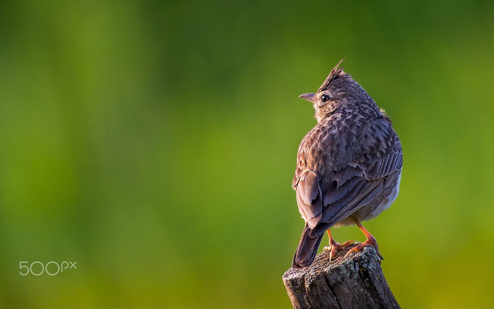 Nikon AF-S Nikkor 200-500mm F5.6E ED VR sample photo. It will be a nice day photography