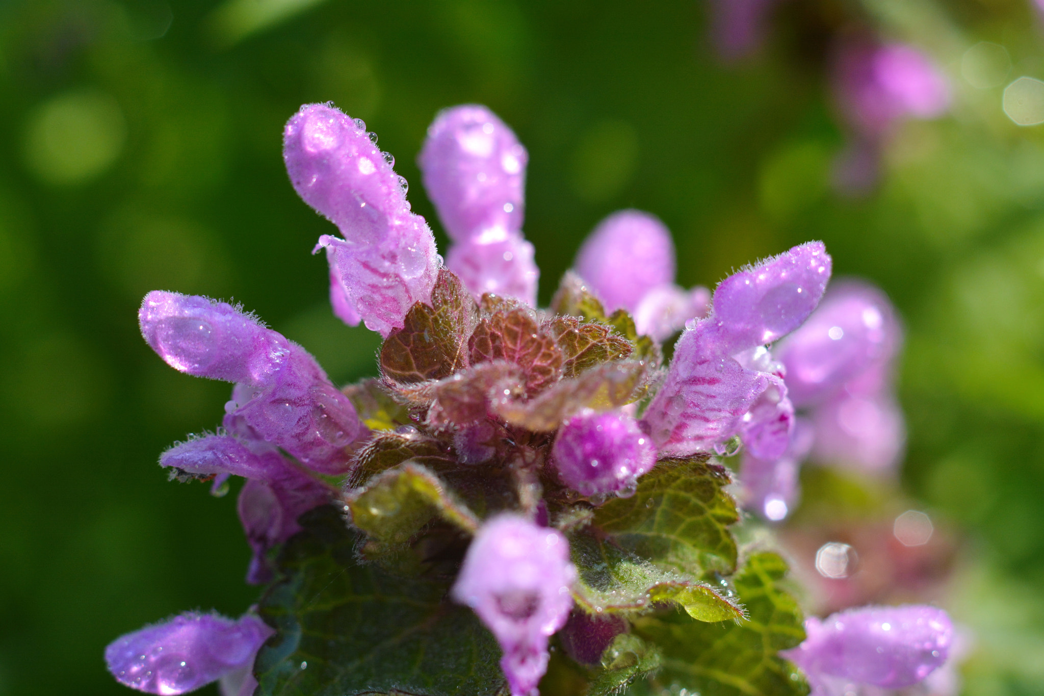 Nikon D7100 + Nikon AF-S Nikkor 50mm F1.8G sample photo. Цветение в саду photography