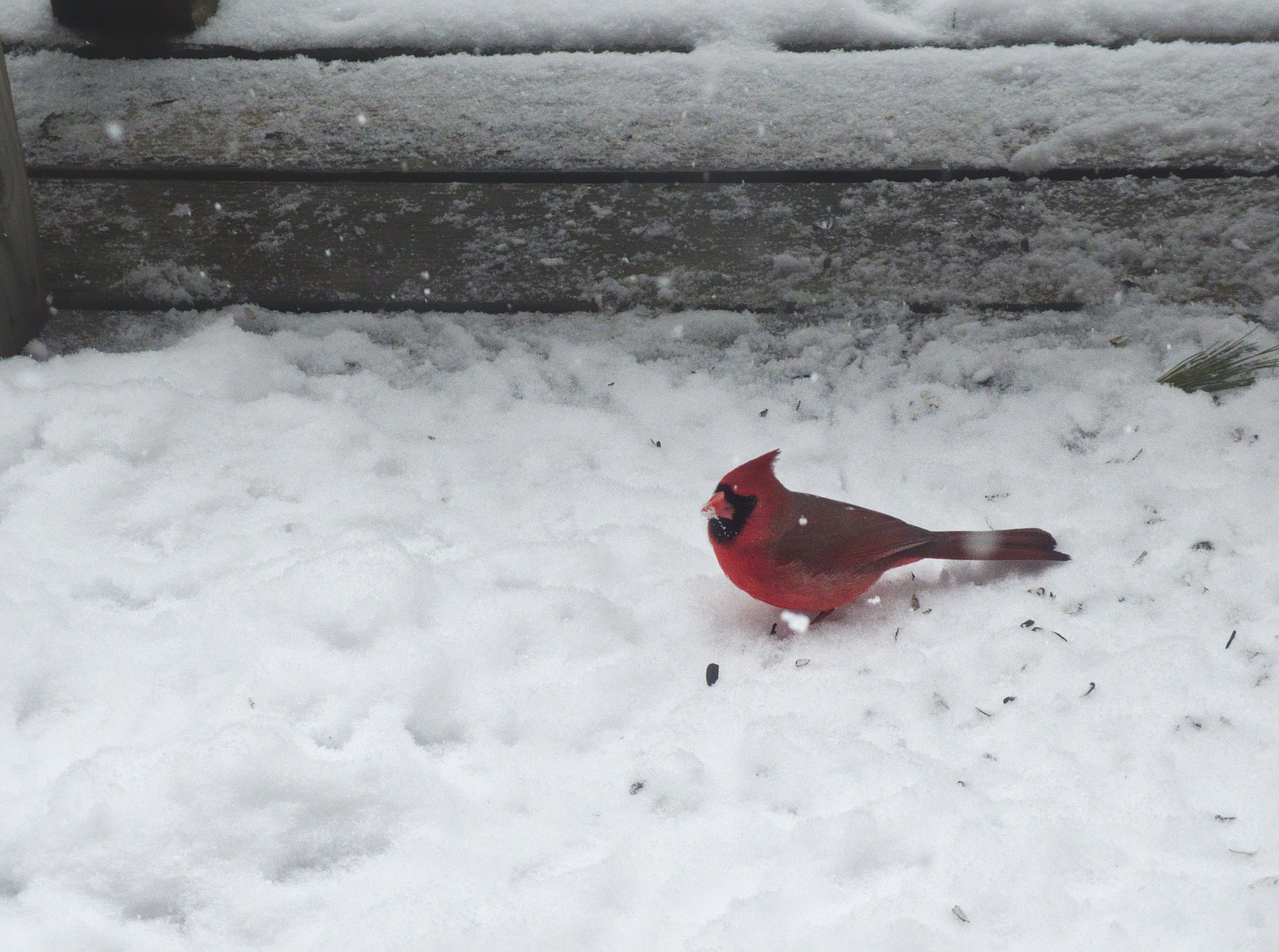 Olympus Stylus XZ-10 sample photo. Cardinal photography