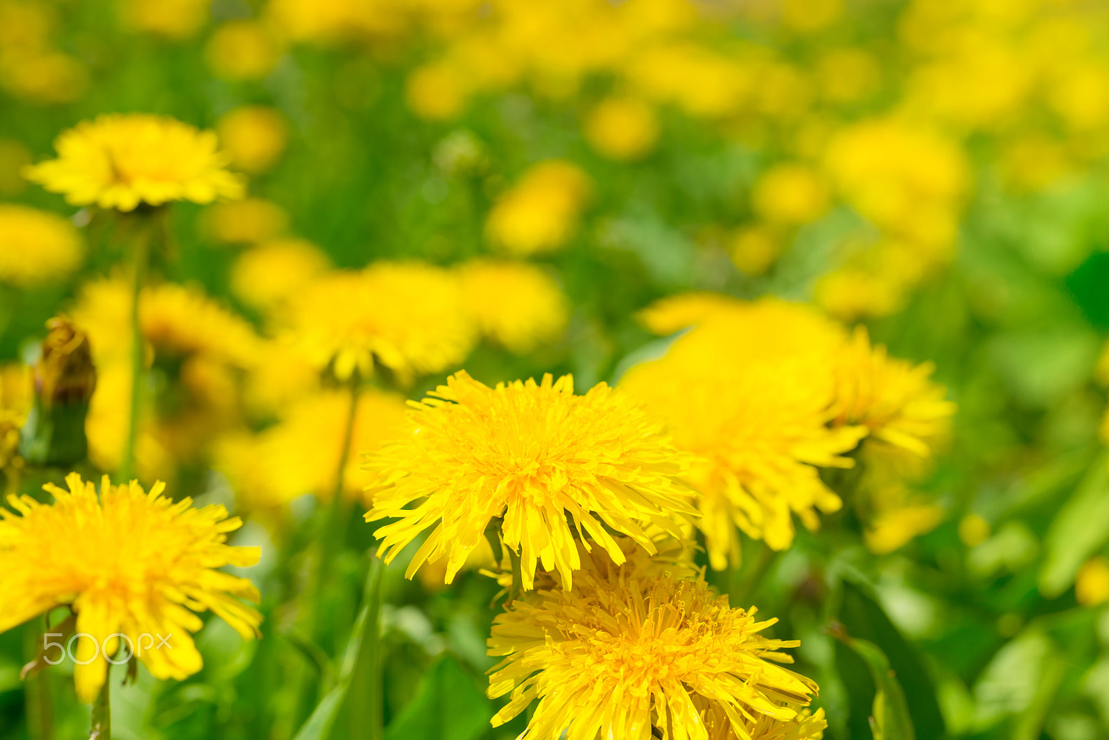 Nikon D800 + Sigma 70mm F2.8 EX DG Macro sample photo. Yellow dandelions on the green field photography