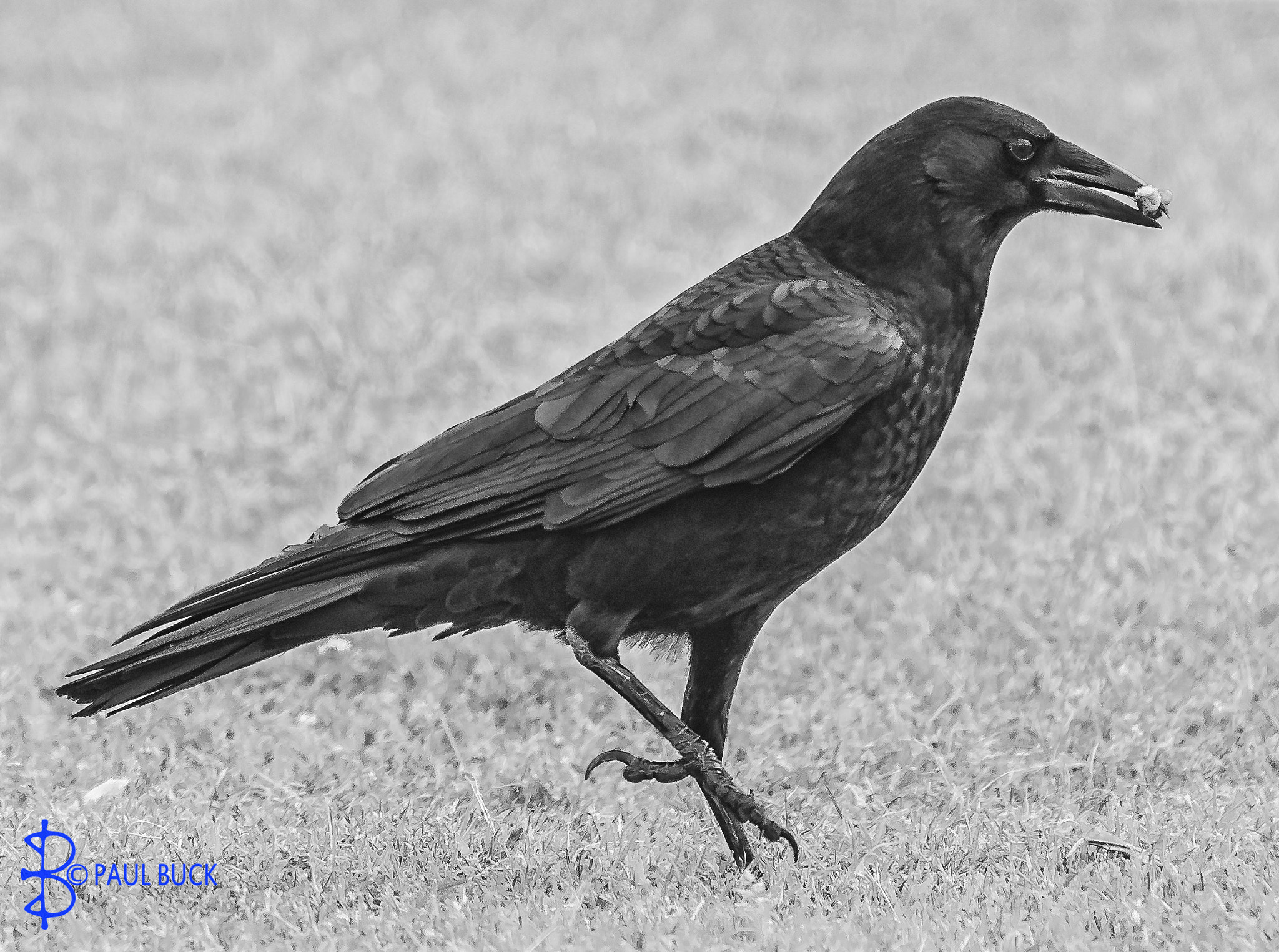 Tamron SP 150-600mm F5-6.3 Di VC USD sample photo. Crow and grub photography