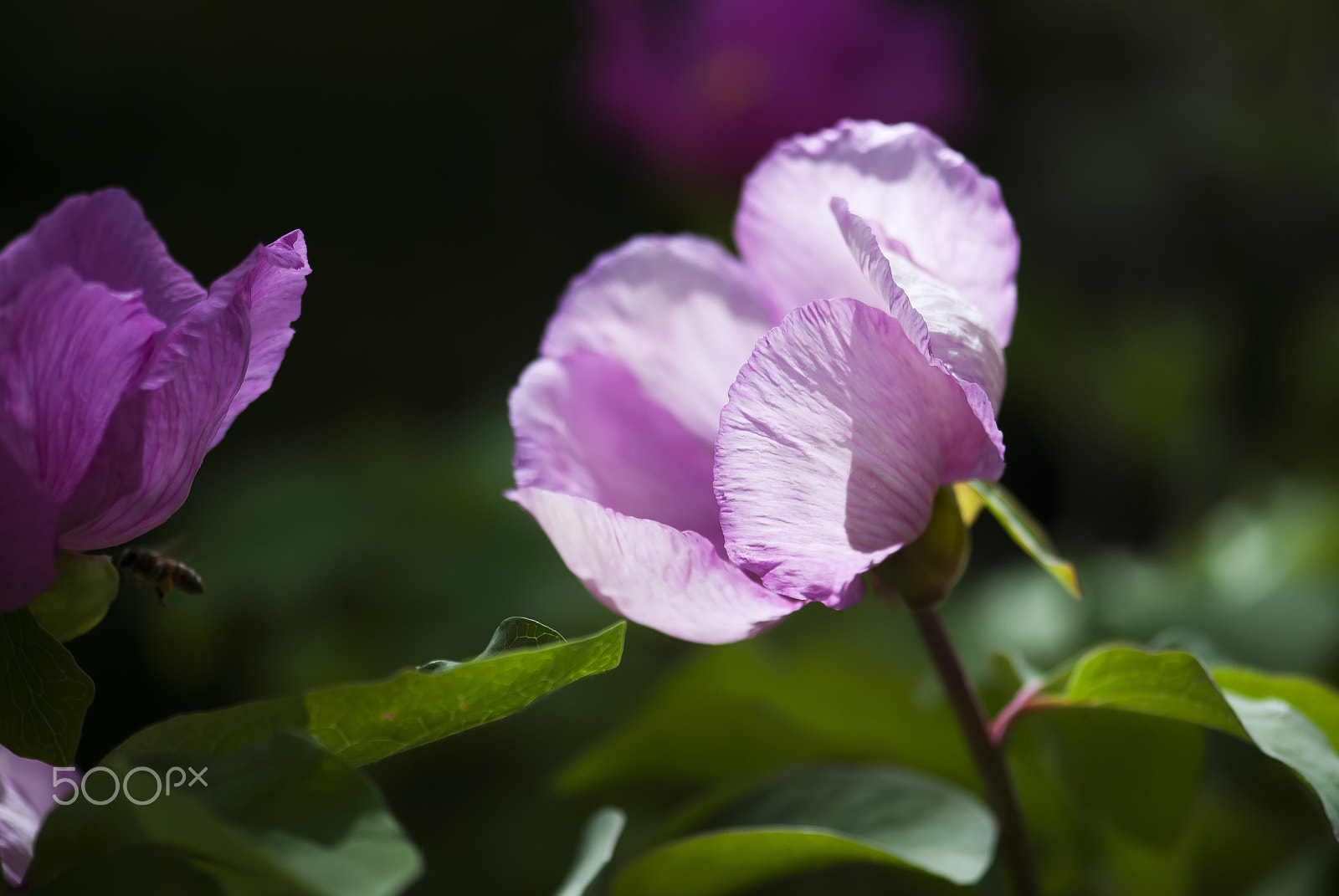 Nikon AF-S Micro-Nikkor 105mm F2.8G IF-ED VR sample photo. Pink peony photography