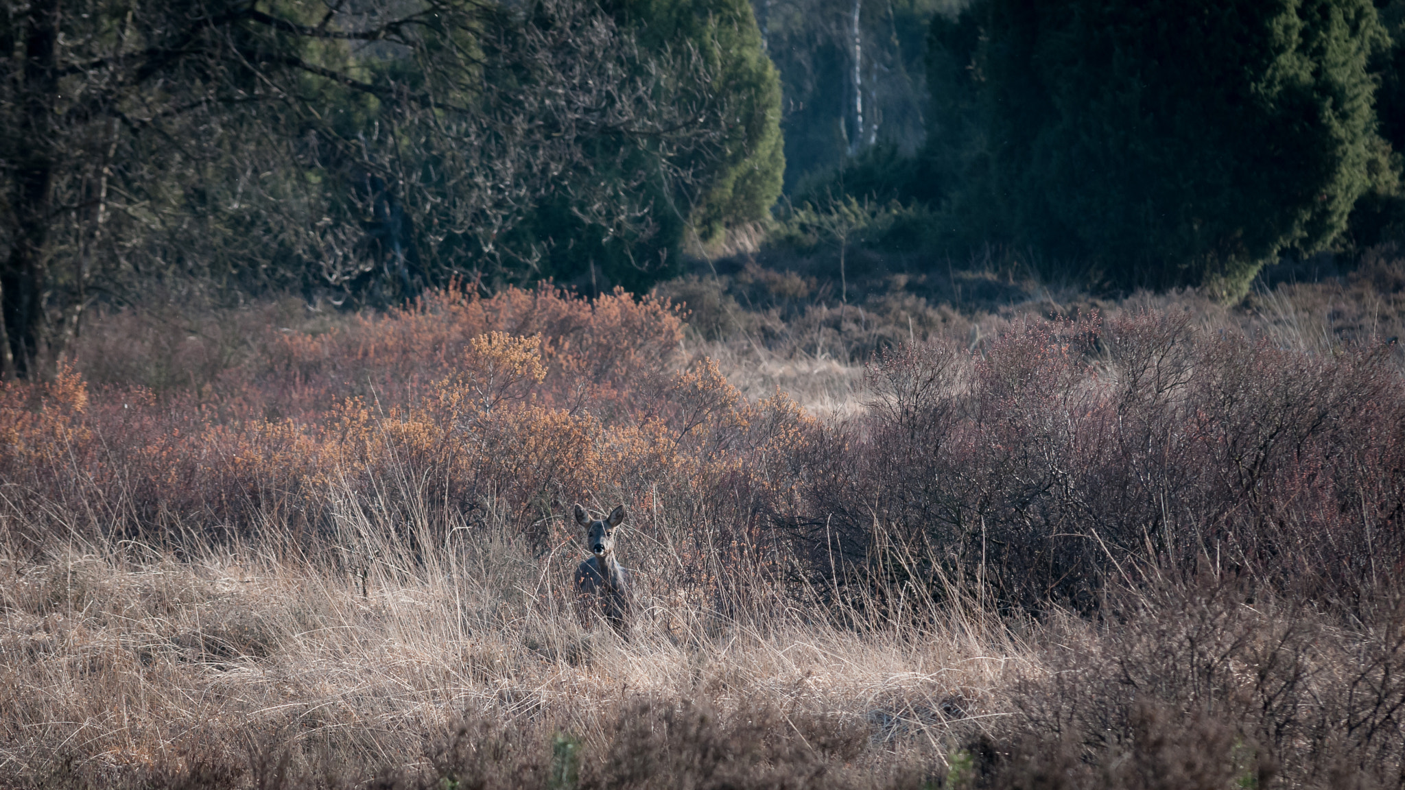 Nikon D300S + Sigma 70-200mm F2.8 EX DG Macro HSM II sample photo. Encounter with nature photography