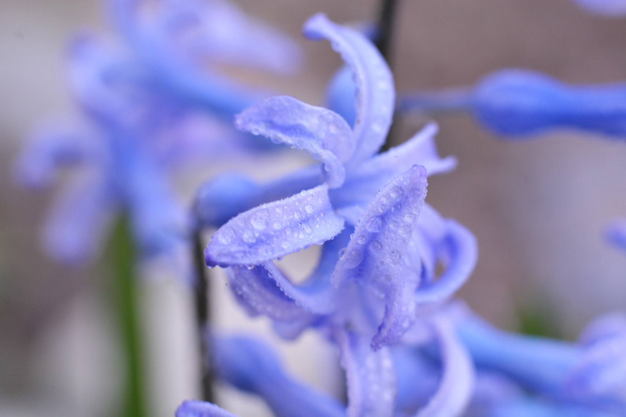 Nikon D7100 + Nikon AF-S Nikkor 50mm F1.8G sample photo. Нежный колокольчик photography