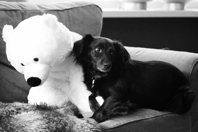 Canon EOS 500D (EOS Rebel T1i / EOS Kiss X3) + Tamron AF 70-300mm F4-5.6 Di LD Macro sample photo. Black beauty with her polar bear photography