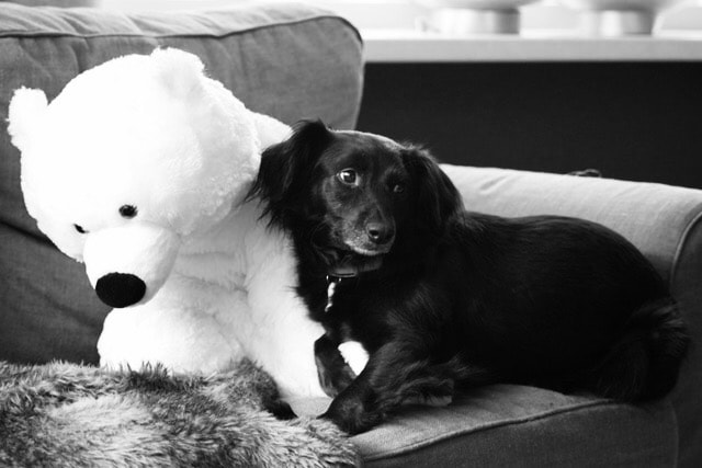 Canon EOS 500D (EOS Rebel T1i / EOS Kiss X3) sample photo. Black beauty with her polar bear photography