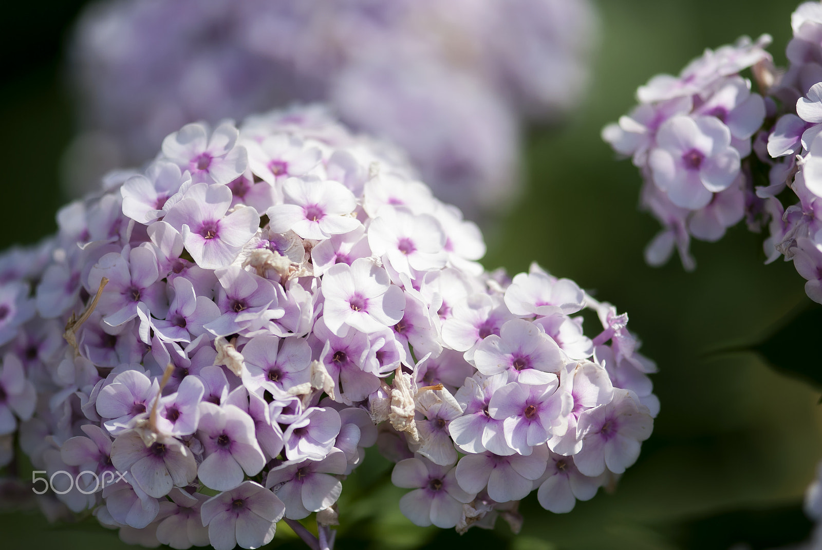 Nikon AF-S Micro-Nikkor 105mm F2.8G IF-ED VR sample photo. Pink phlox photography