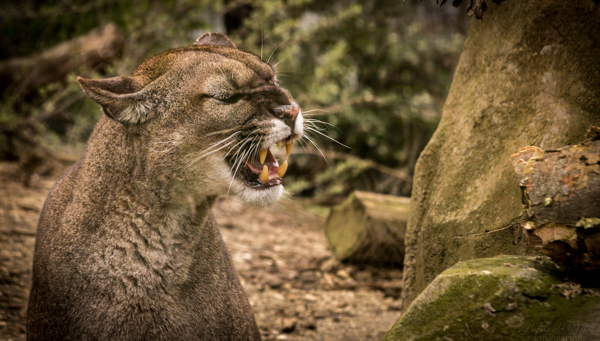 Nikon D7200 sample photo. Lynx photography