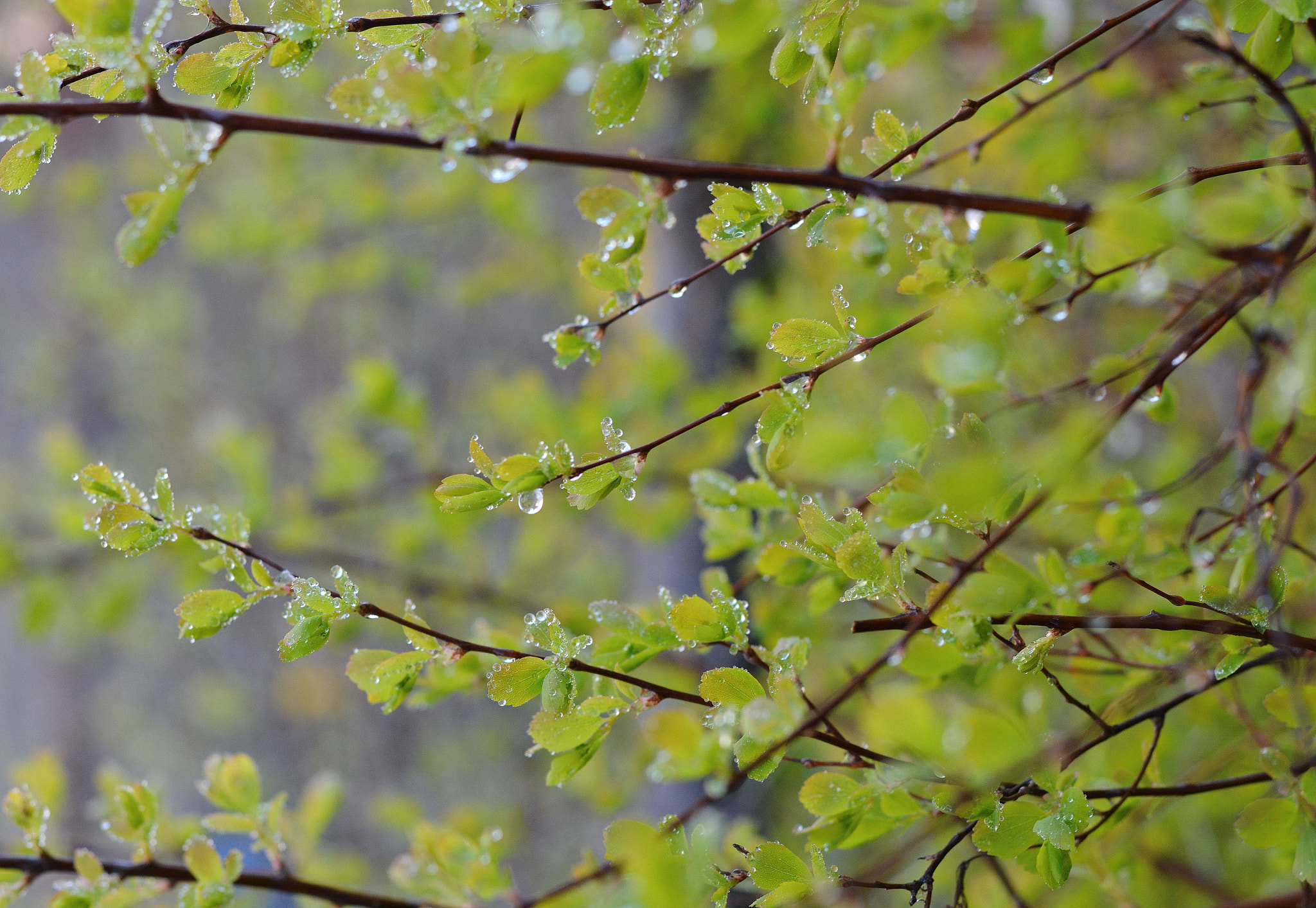 Nikon D7100 + Nikon AF-S Nikkor 50mm F1.8G sample photo. После дождя photography