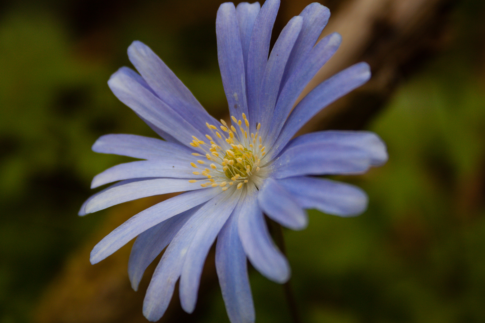 Canon EF-S 18-55mm F3.5-5.6 II sample photo. Fiore3 sottobosco photography