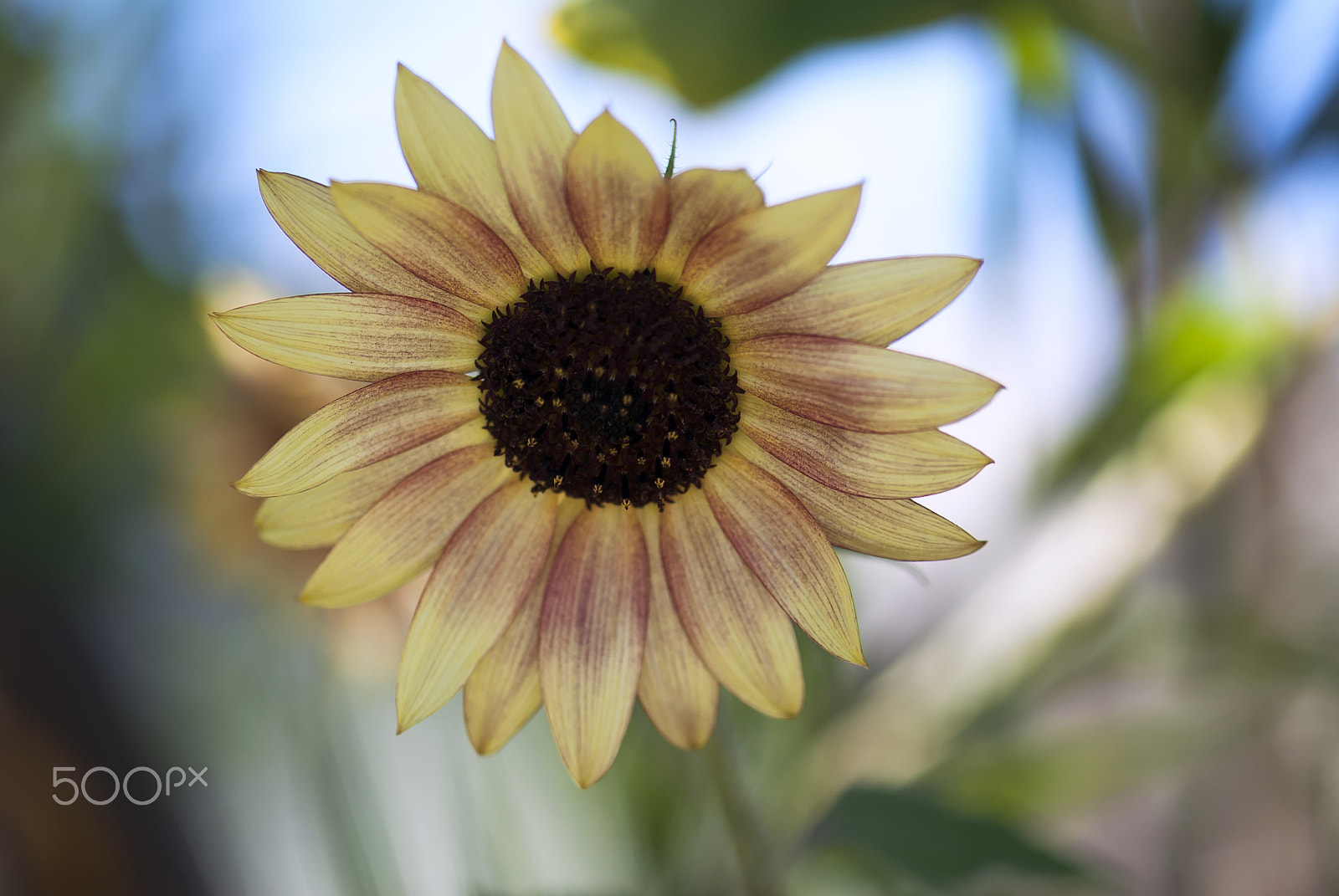 Nikon AF-S Micro-Nikkor 105mm F2.8G IF-ED VR sample photo. Variegated sunflower photography