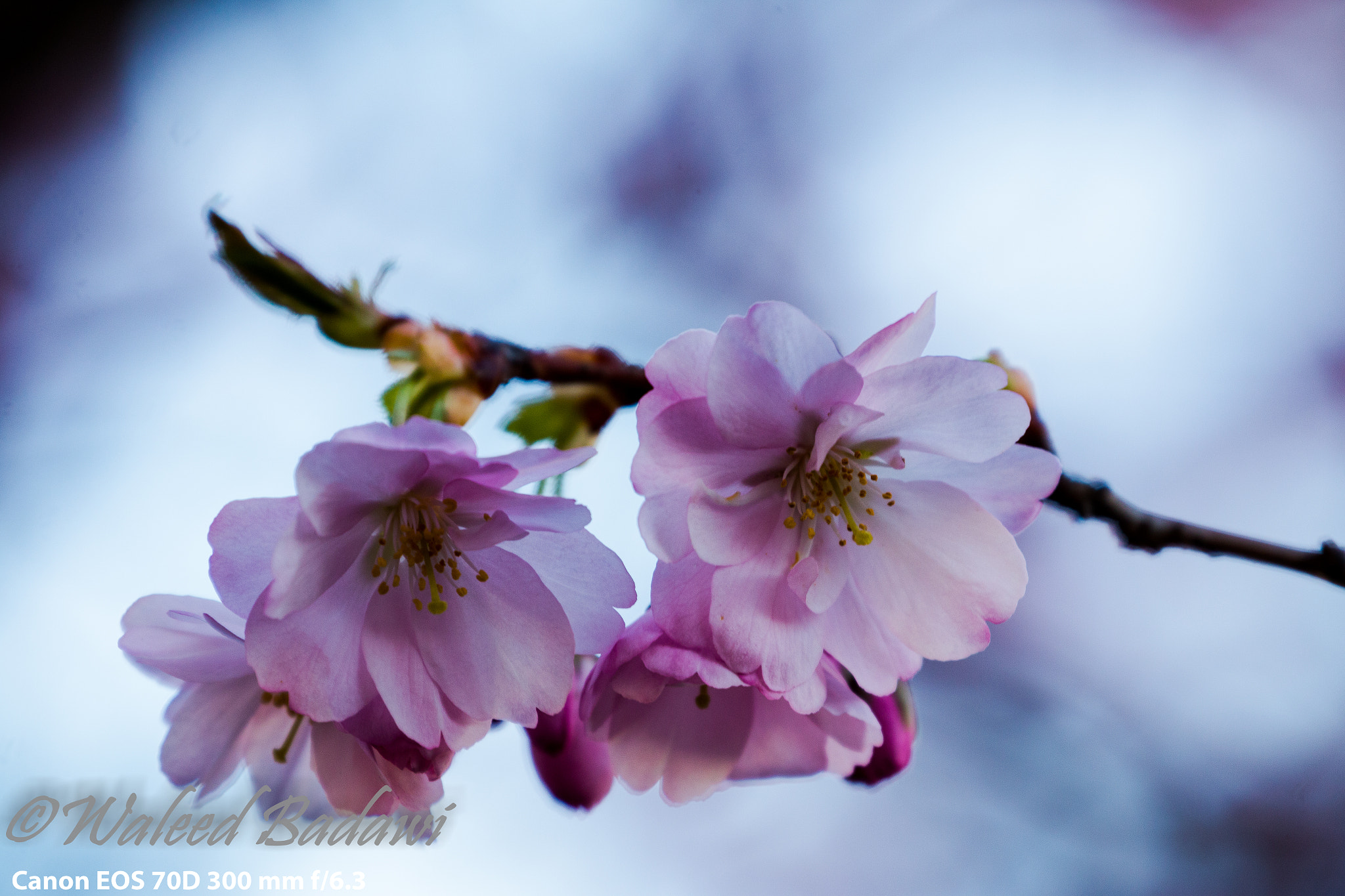 Canon EOS 70D + Canon EF 70-300mm F4-5.6L IS USM sample photo. Spring is here (coloring life) photography