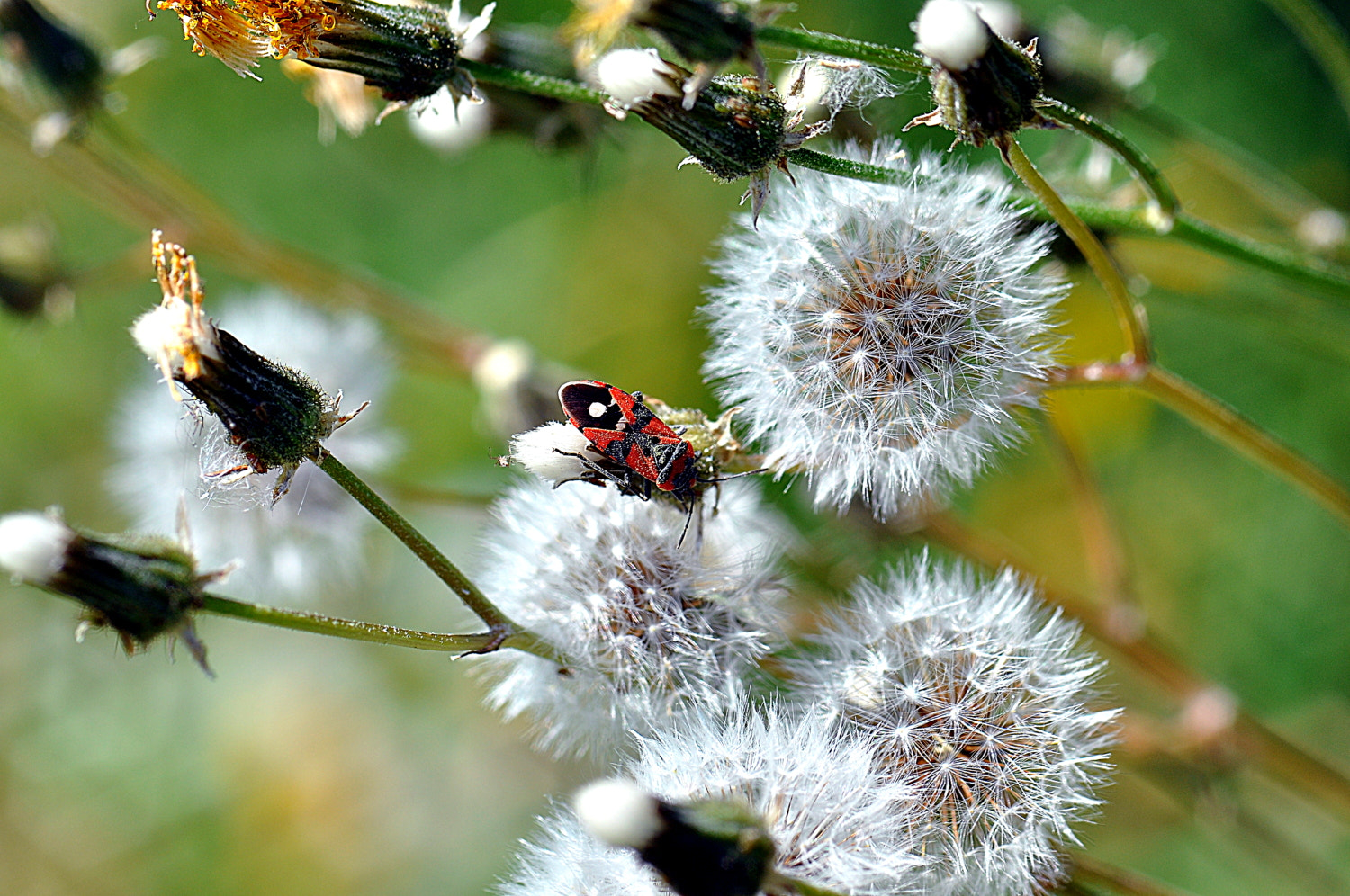 Sigma Macro 90mm F2.8 sample photo. A photography