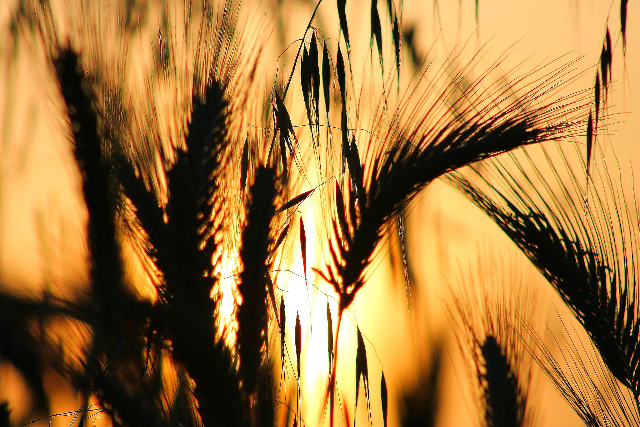 Canon EOS 1100D (EOS Rebel T3 / EOS Kiss X50) + EF75-300mm f/4-5.6 sample photo. Sunset photography