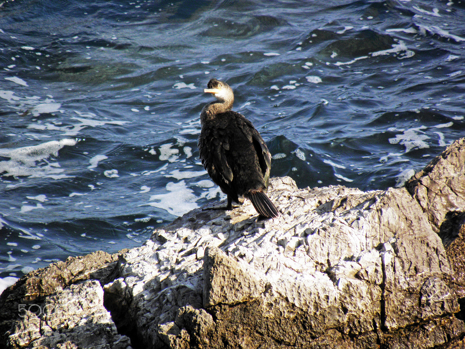 Olympus SP590UZ sample photo. Adriatic coast between opatija and lovran,croatia,6 photography