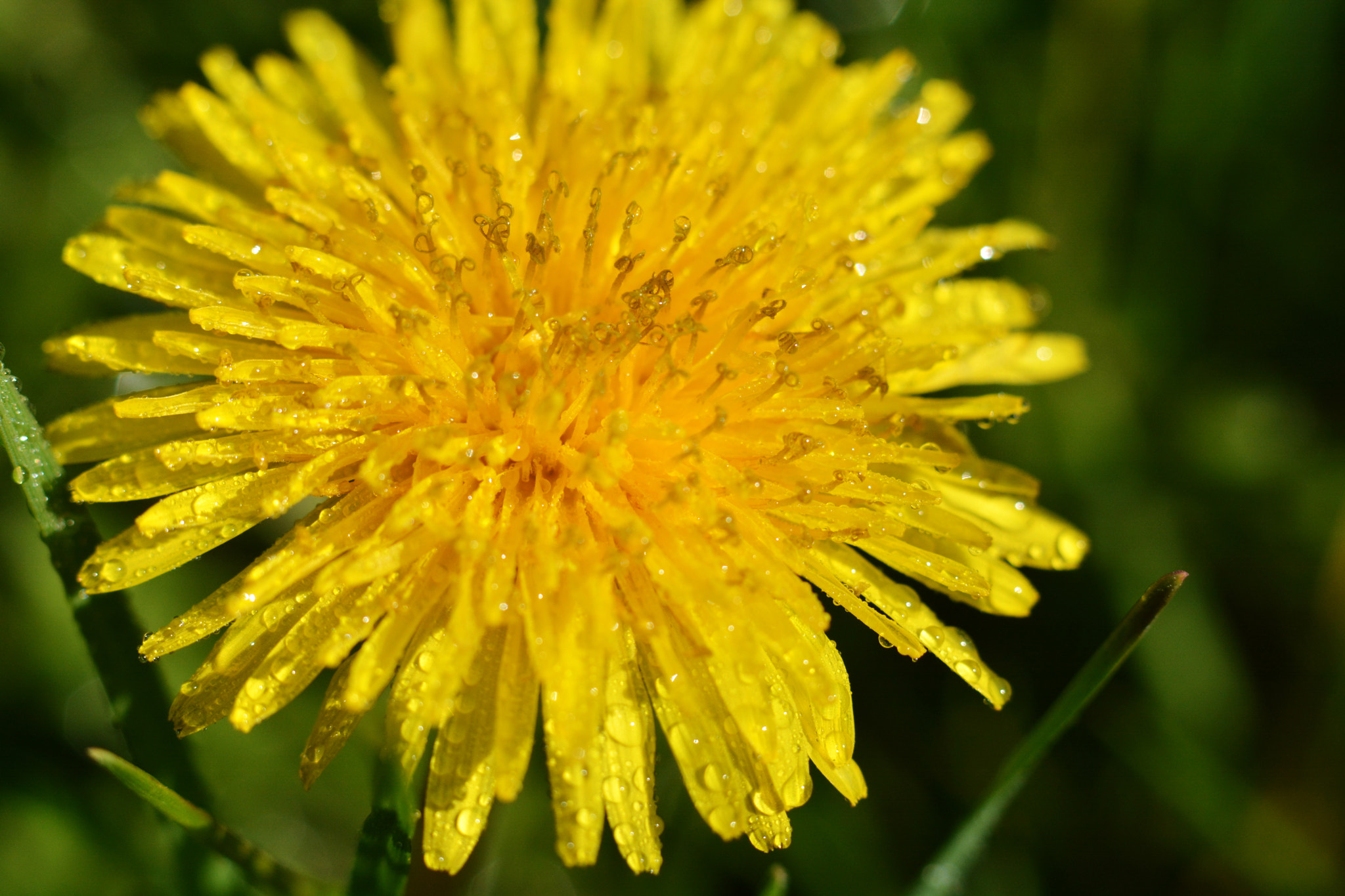 Nikon D7100 + Nikon AF-S Nikkor 50mm F1.8G sample photo. Солнечный одуванчик photography