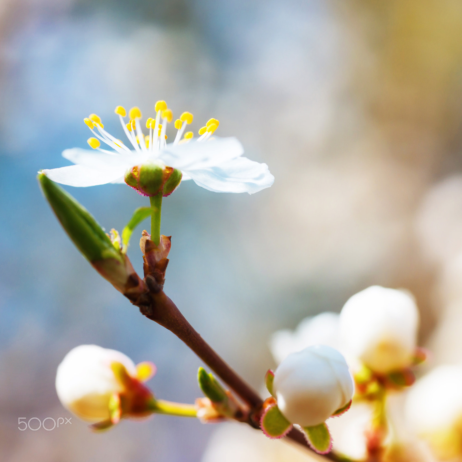 Nikon D800 + Sigma 70mm F2.8 EX DG Macro sample photo. Spring blossoming white spring flowers photography