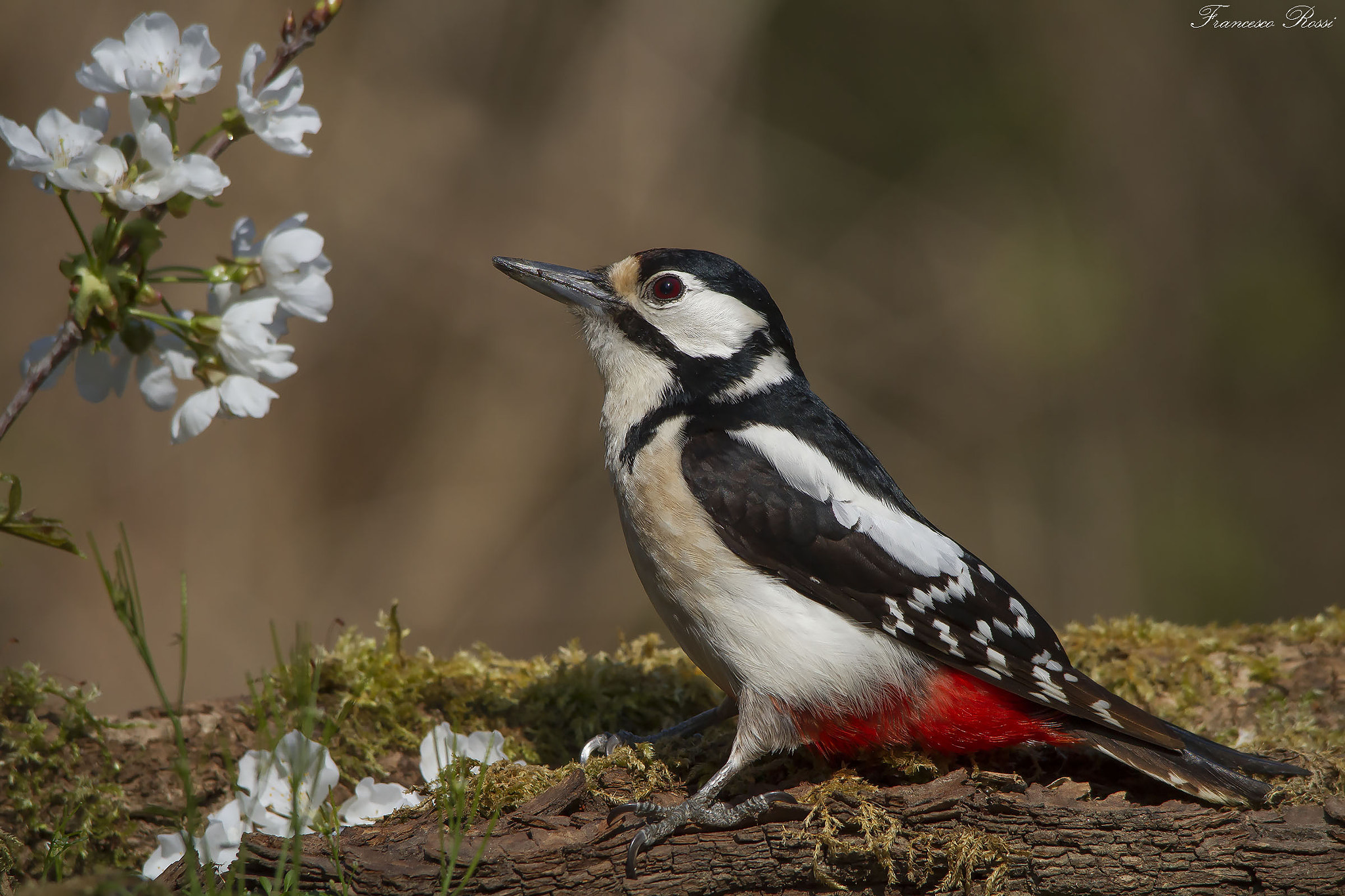 Canon EOS 7D sample photo. Great spotted wood pecker, picchio rosso maggiore  photography