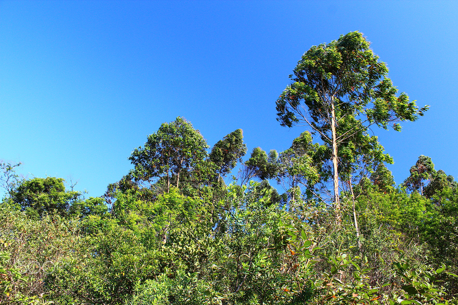 Canon EF-S 18-55mm F3.5-5.6 IS sample photo. Green and blue photography