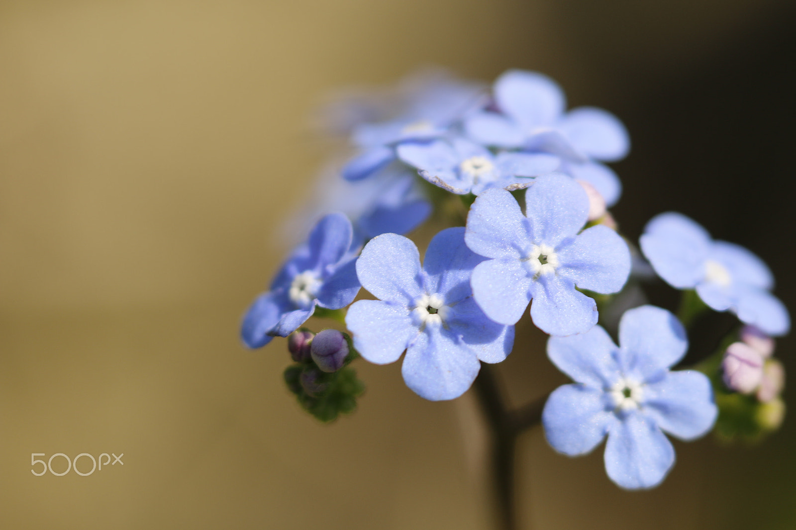 Canon EOS 70D + Sigma APO Macro 180mm F2.8 EX DG OS HSM sample photo. Great forget me not or brunnera macrophylla photography