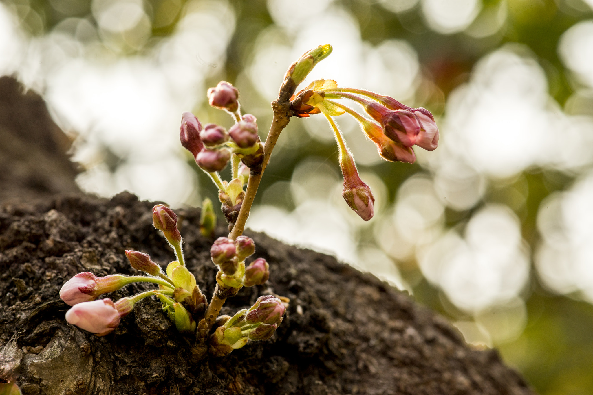 Minolta AF 100mm F2.8 Macro [New] sample photo. Cherry bud photography