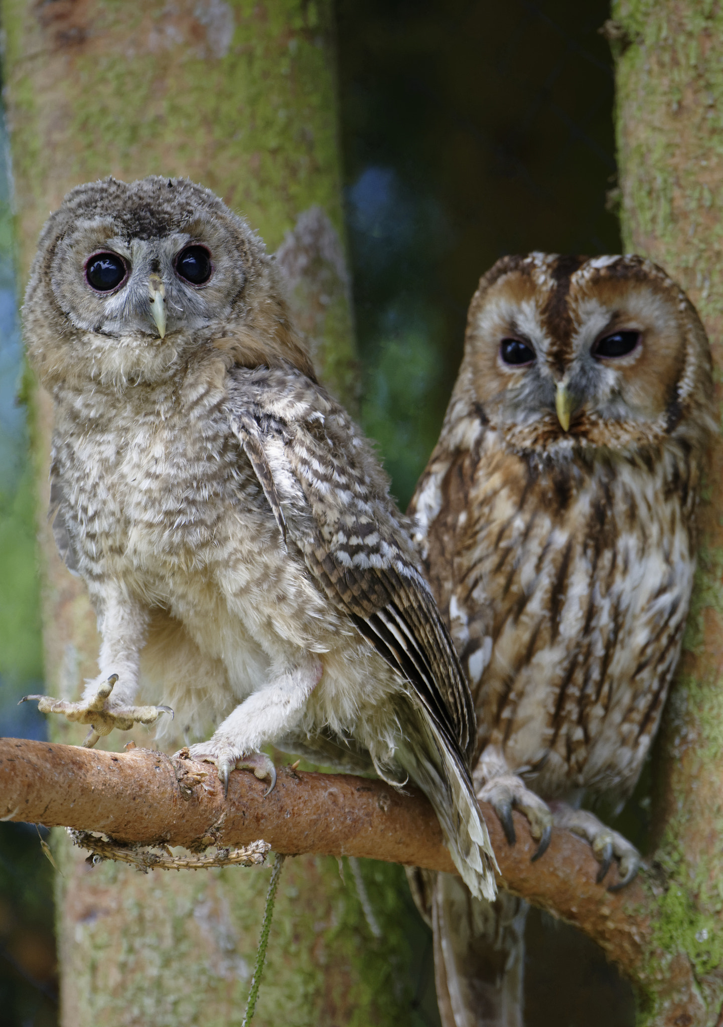 Nikon D810 sample photo. Waldkauz-pärchen photography