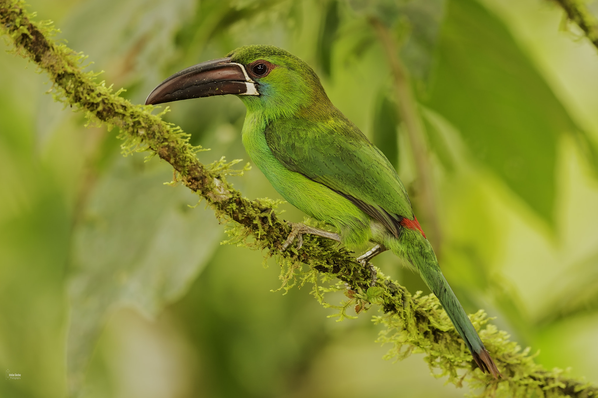 Nikon AF-S Nikkor 600mm F4G ED VR sample photo. Crimson-rumped toucanet photography