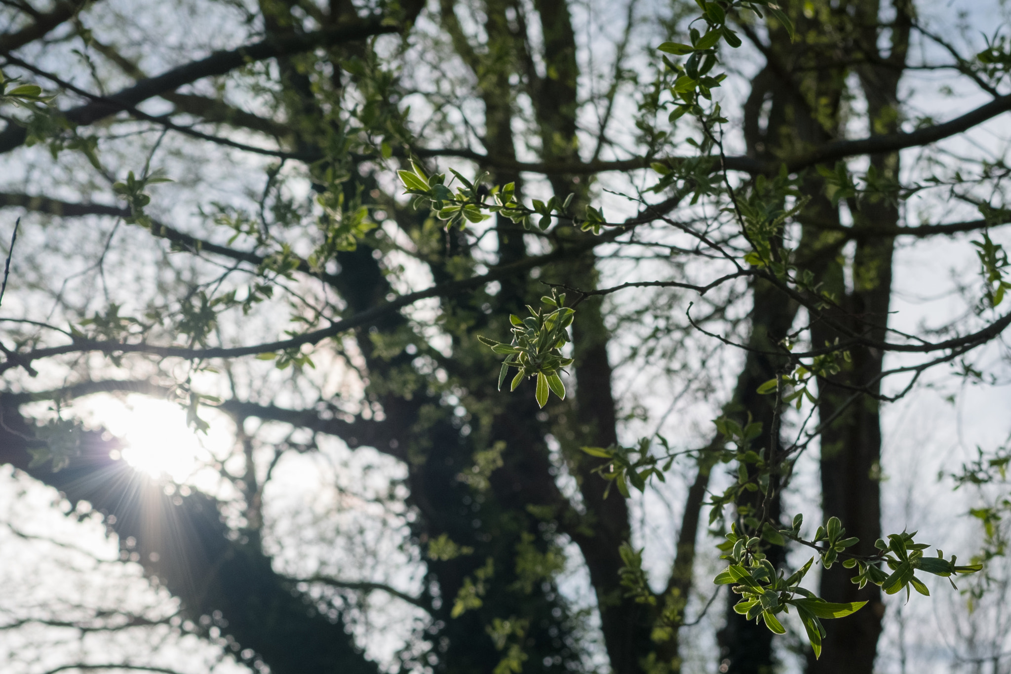 Fujifilm X-T2 + Fujifilm XF 23mm F2 R WR sample photo. New leaves photography
