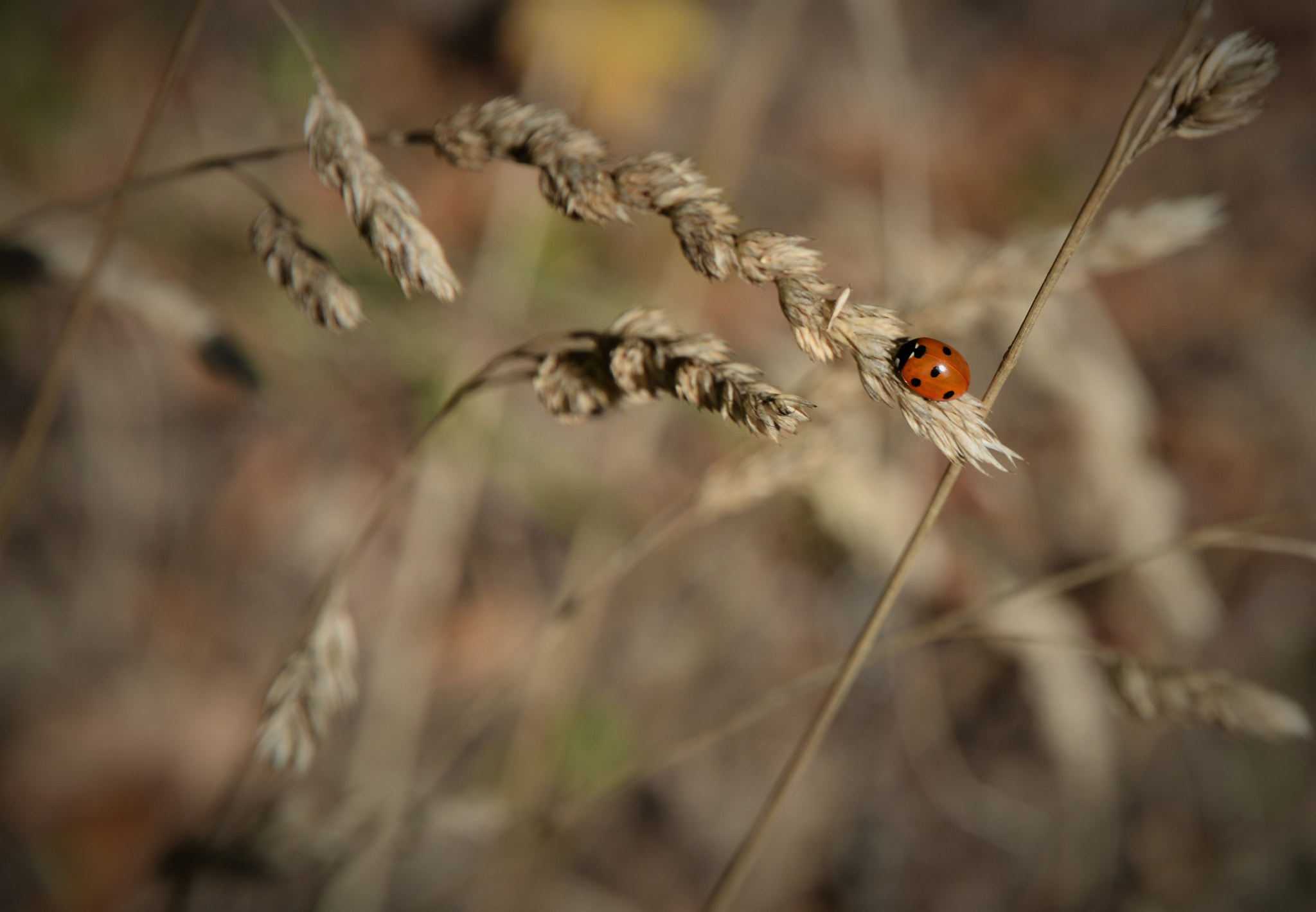 Nikon D7100 sample photo. Ladybird photography