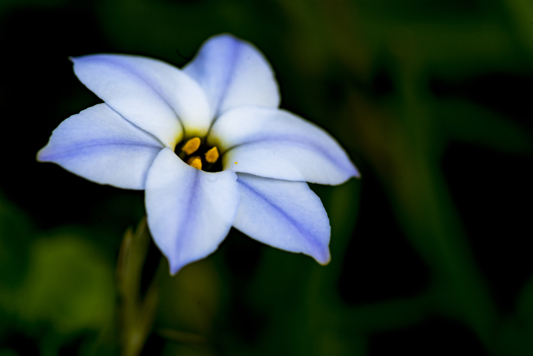 Minolta AF 100mm F2.8 Macro [New] sample photo. Star flower photography