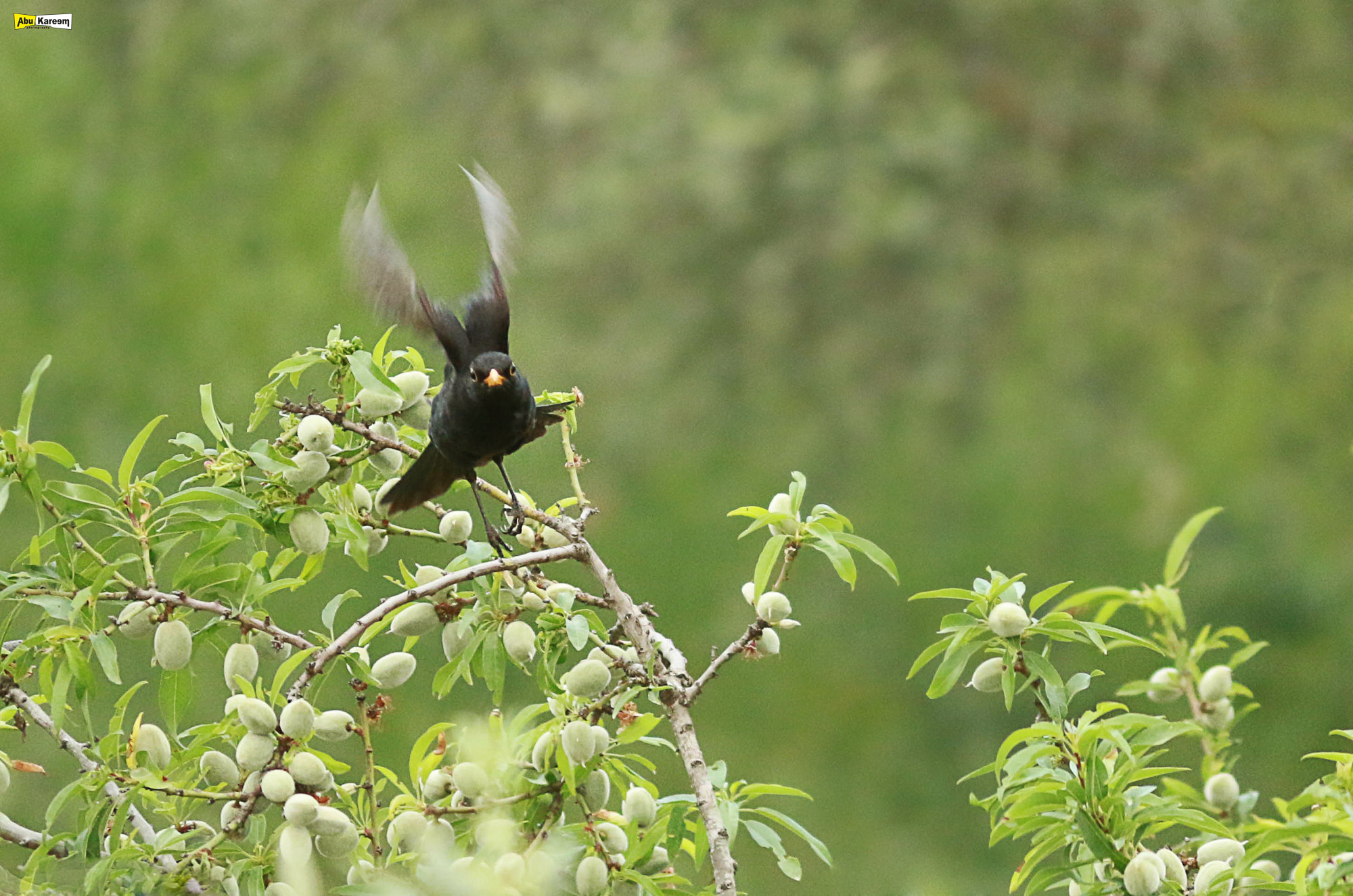 Canon EF-S 55-250mm F4-5.6 IS II sample photo