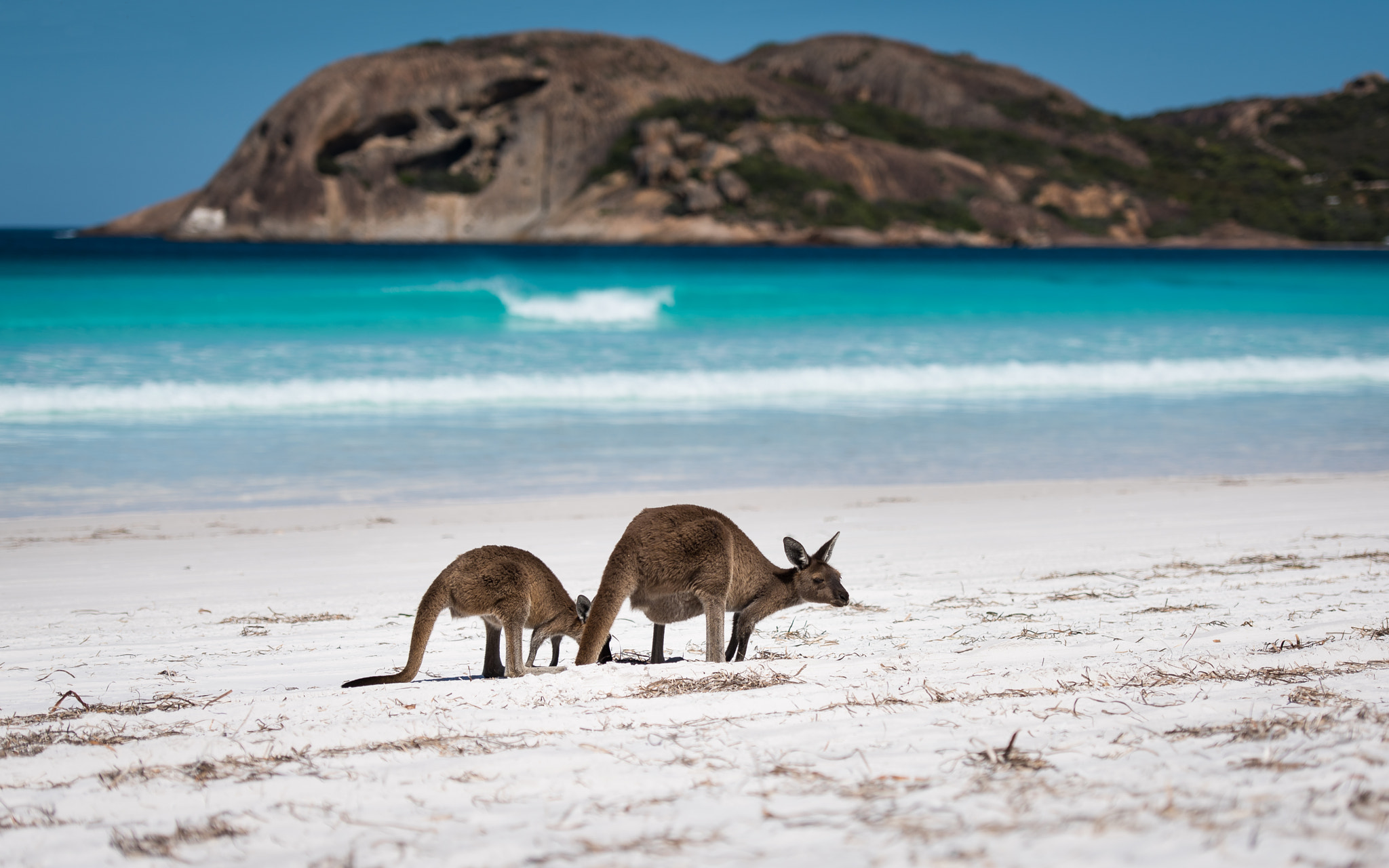 Nikon AF-S Nikkor 70-200mm F2.8G ED VR II sample photo. Kangaroos on esperance's lucky beach photography