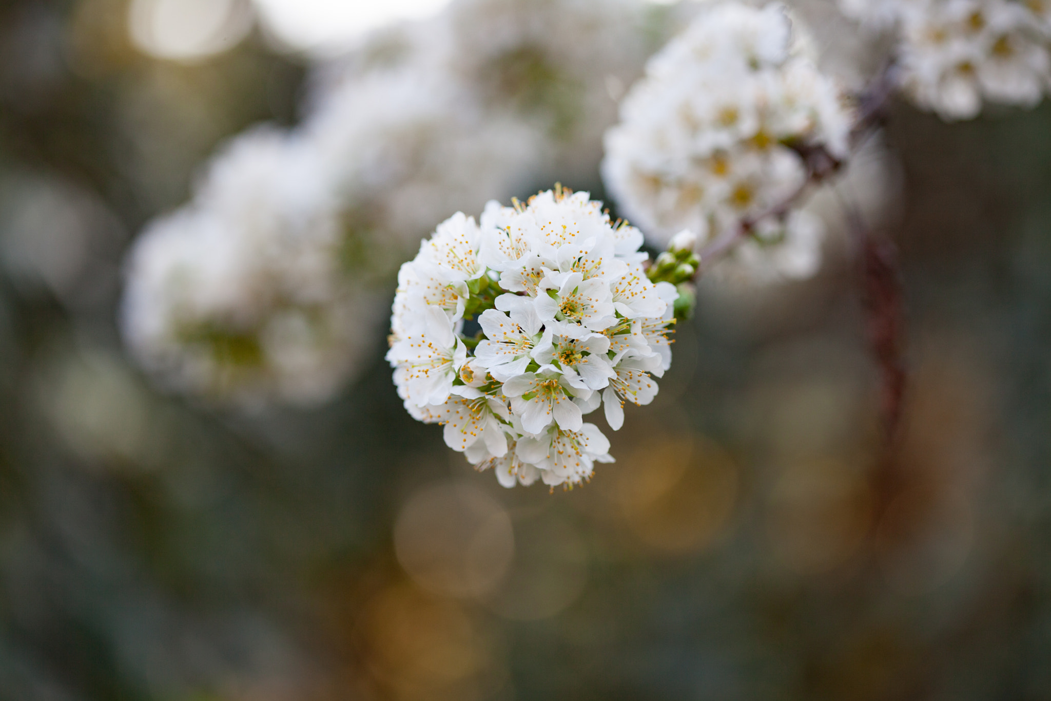 Canon EF 100mm F2.8 Macro USM sample photo. Cerisier photography